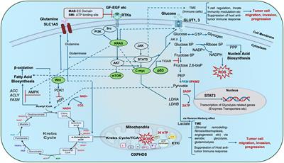 Editorial: Altered metabolic traits in gastrointestinal tract cancers